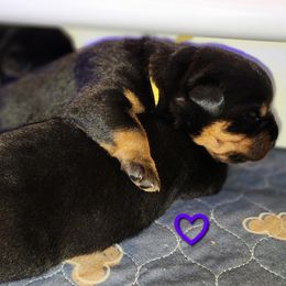 Rottweiler Puppies from Pearce Rottweilers