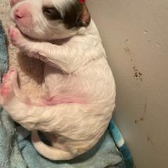 English Setter Puppies from English Setter Farms