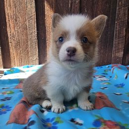 Victoria - Red female Pembroke Welsh Corgi puppy in Castle Rock, Washington from Heckman Corgis