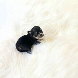 Riley - Black and tan female Chihuahua puppy in Sacramento, California from Honey Bee Chihuahua’s