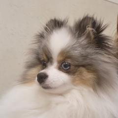 Skye - Pomeranian