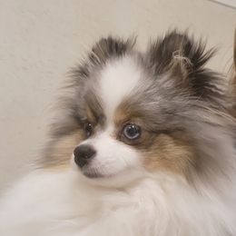 Skye - Pomeranian