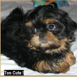 Gigi - Black and tan female Shih Tzu puppy in Port Huron, Michigan from Shih Tzu Cottage