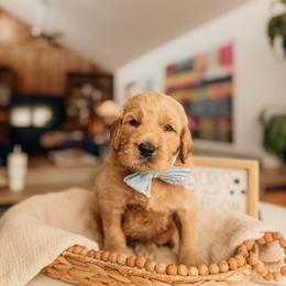 Theodore - Apricot male Goldendoodle puppy in Yukon, Oklahoma from Bows and Ties Doodles, LLC