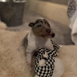 Boy 4 - Blue merle white and tan male Collie puppy in Allendale, Michigan from River-Valley Collies