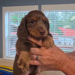 Jack - Chocolate and tan male Dachshund puppy in Homosassa, Florida from Foxies Doxies