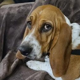 Sonne - Basset Hound