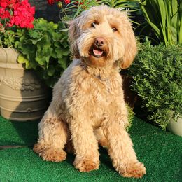 Australian Labradoodles from Signature Labradoodles