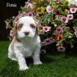 Potsie - Apricot male Australian Labradoodle puppy in Cashmere, Washington from Mountain Home Doodles