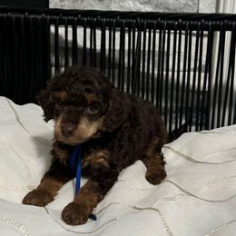 Boy 3 - Brown male Poodle puppy in Lathrop, California from Stellar Poodles
