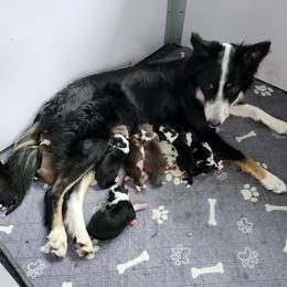Black Tri Girl 2 - Black tri-color female Australian Shepherd puppy in Hawaii from Hawaii Australian Shepherds