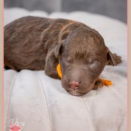 Slinky - Brown male Bernedoodle puppy in Connersville, Indiana from Deaz Doodle Ranch