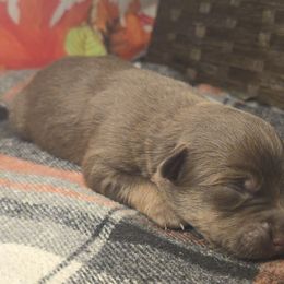 Gingerbread - Brown and white female Aussiedoodle puppy in Fort White, Florida from Sugar Camp Canine - Maxwell