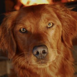 Betty - Golden Retriever