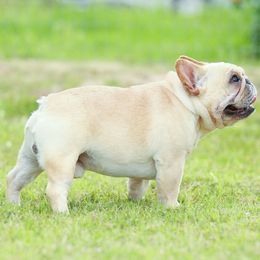 French Bulldogs from Painted Desert Frenchies