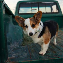 Liddy - Black and tan female Pembroke Welsh Corgi puppy in Red Bluff, California from Wilder Ranch Corgis