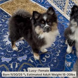 Lucy - Black and white female Pomsky puppy in Long Grove, Illinois from Windy City Pomsky