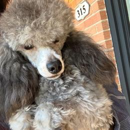 Ryder - Poodle
