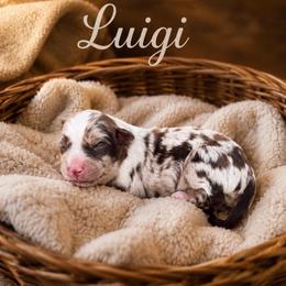 Luigi - Red merle male Australian Shepherd puppy in Tyner, Kentucky from Lil’ Town Aussies