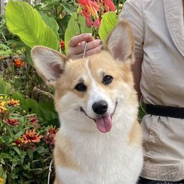Lucy - Pembroke Welsh Corgi