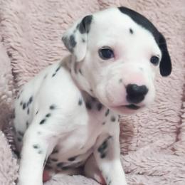 Ditto (Purple collar) - White and black female Dalmatian puppy in Raymondville, Missouri from Wagner's Dalmatian's