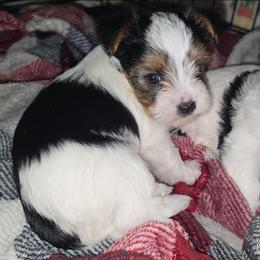 Parti Boy - Parti male Yorkshire Terrier puppy in Lakeland, Florida from You Me & The Yorkies
