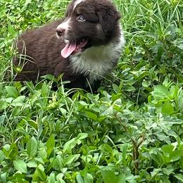 July - Red tri-color male Australian Shepherd puppy in Fort Myers, Florida from U Cross Australian Shepherds