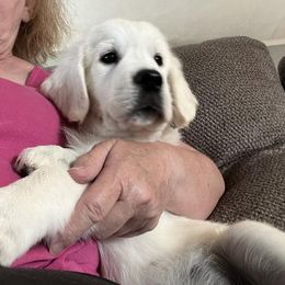 Golden Retriever Puppies from NorthCoastGoldenRetrieversLLC