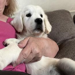 Golden Retriever Puppies from NorthCoastGoldenRetrieversLLC