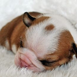 Bulldog Puppies from North Ga Bulldogs