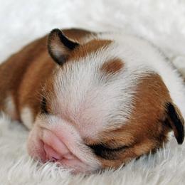 Bulldog Puppies from North Ga Bulldogs