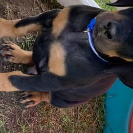 Doberman Pinscher Puppies from Jensen Dobermans