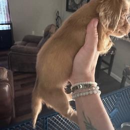 Boy 2 - Red male Dachshund puppy in La Marque, Texas from Sweet Southern Dachshunds