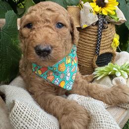 Gouda - Gold male Bordoodle puppy in Canfield, Ohio from Poo's Doo's & Inu's