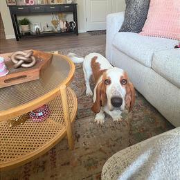 Benny - Lemon and white male Basset Hound puppy in Brandon, Mississippi from Milton’s Bassets