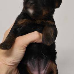 Rosie - Phantom female Bernedoodle puppy in Muskogee, Oklahoma from Lawler’s Legacy Litters