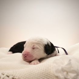 Dark purple collar - Black and white female Sheepadoodle puppy in Mesa, Arizona from Desert Sheepies and Doodles