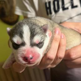 Zeus - Gray and white male Siberian Husky puppy in Amery, Wisconsin from Sovereign Siberians