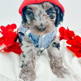 Woodstock - Merle male Cockapoo puppy in Otisville, Michigan from Danie’s Darling Doodles LLC