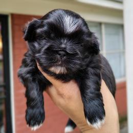 Mini Onyx - Black and white female Shih Tzu puppy in Memphis, Tennessee from Thorntons Fur Crew