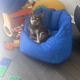 Rufus - Chihuahua