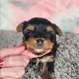 Pup 4 - Black and tan female Yorkshire Terrier puppy in Polk City, Florida from Yorkies by Casey