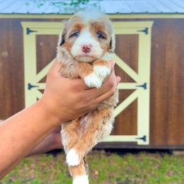 Emmy - Tri-color female Bernedoodle puppy in Greenville, Texas from Doodles of Promise