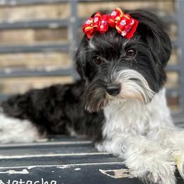 Natasha - Biewer Terrier