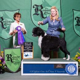 Styx - Portuguese Water Dog