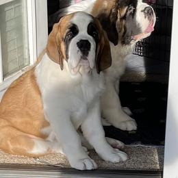 Saint Bernard puppies from St Bernard Kingdom, LLC