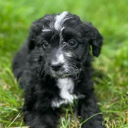 Galaxy - Black and white male Aussiedoodle puppy in Columbia Falls, Montana from Firefly Aussies & Aussiedoodles