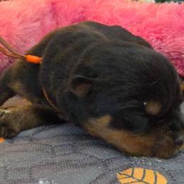 Orange boy - Black and mahogany male Rottweiler puppy in Lake City, Florida from Haus Der Wut Kennels
