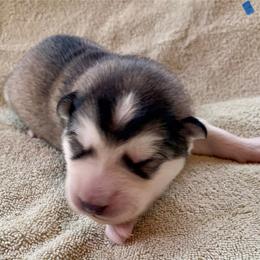 Biscotti - Gray and white male Alaskan Malamute puppy in Palmyra, Michigan from Illusion Kennel