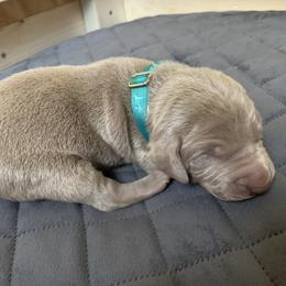 Weimaraner Puppies from Golden Hill’s Weimaraner’s